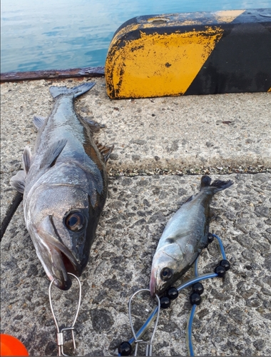 スズキの釣果