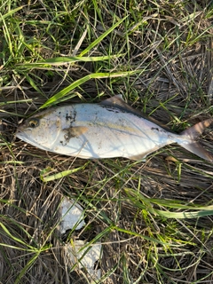 ショゴの釣果