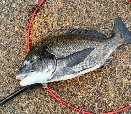 クロダイの釣果
