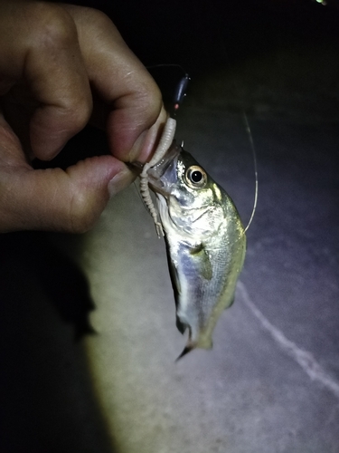 セイゴ（マルスズキ）の釣果