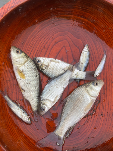 マブナの釣果