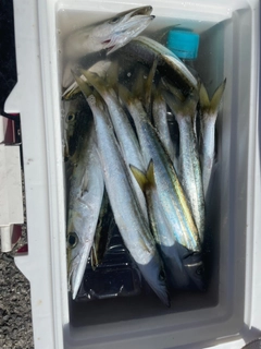 カマスの釣果