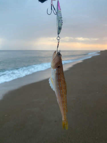 エソの釣果