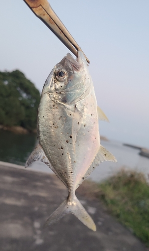 メッキの釣果