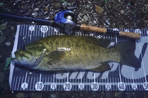 スモールマウスバスの釣果