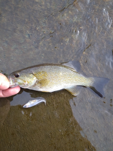 スモールマウスバスの釣果