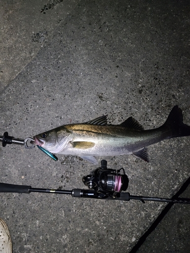 シーバスの釣果