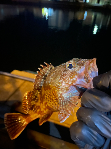 カサゴの釣果