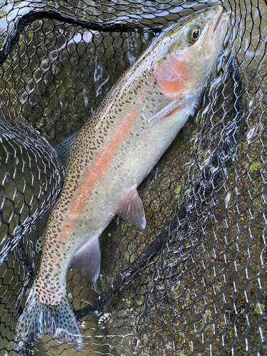 ニジマスの釣果