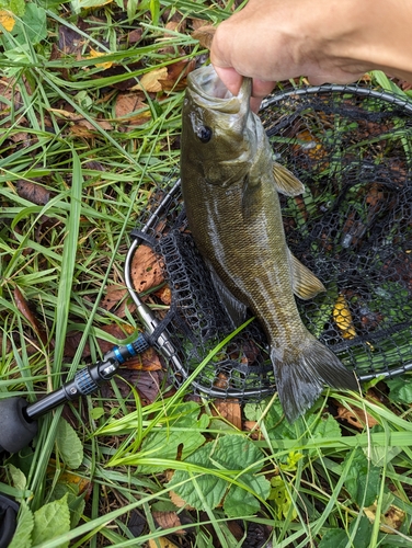 スモールマウスバスの釣果