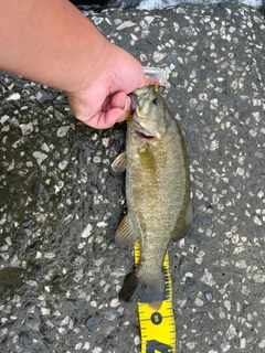 スモールマウスバスの釣果