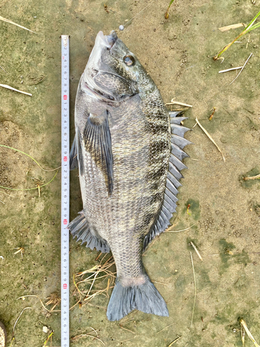 クロダイの釣果