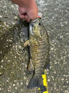 スモールマウスバスの釣果