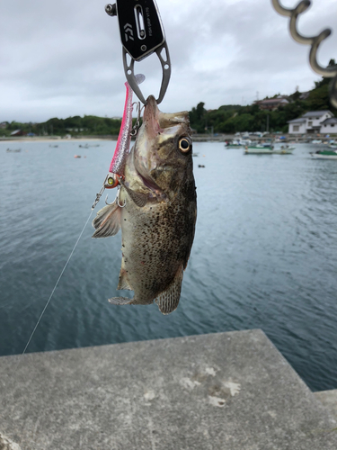 クロソイの釣果