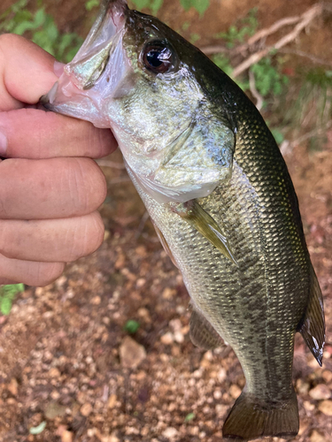 ラージマウスバスの釣果