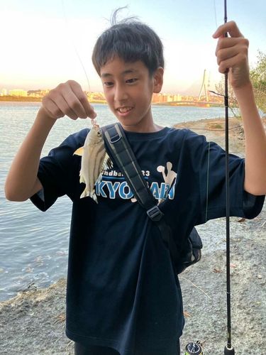 コトヒキの釣果