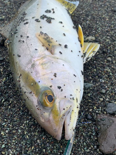 ショゴの釣果