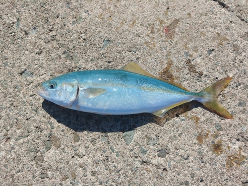 イナダの釣果