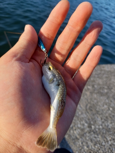 イワシの釣果