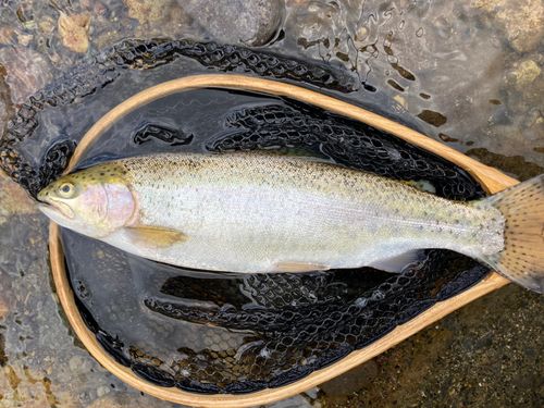 ニジマスの釣果