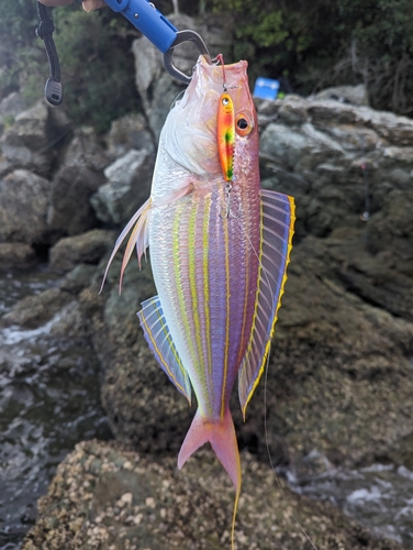 イトヨリダイの釣果