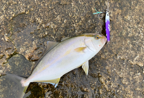 ショゴの釣果