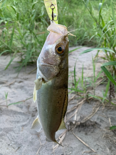 セイゴ（タイリクスズキ）の釣果