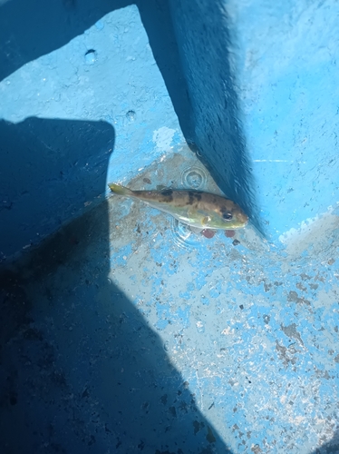 ヨリトフグの釣果