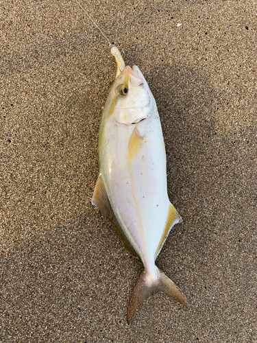 カンパチの釣果