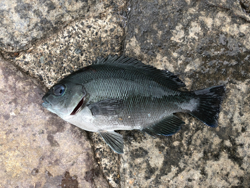 メジナの釣果