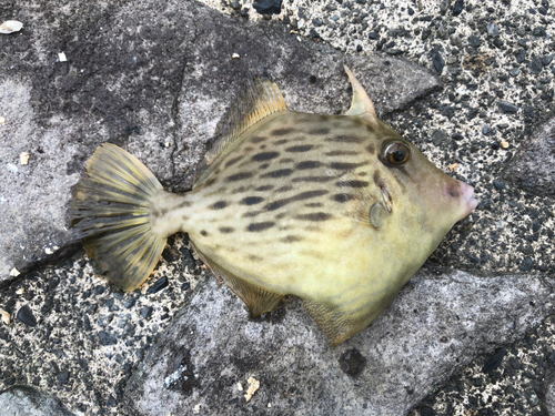 カワハギの釣果