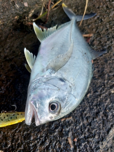 メッキの釣果