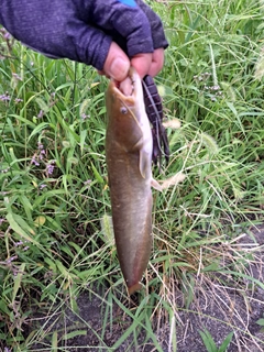 ナマズの釣果