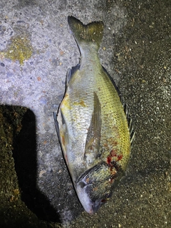 クロダイの釣果