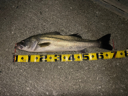 シーバスの釣果