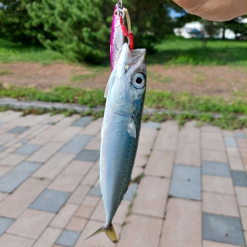 サバの釣果