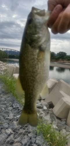 ラージマウスバスの釣果