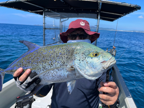 カスミアジの釣果