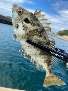 アイゴの釣果