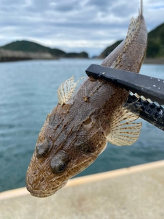 トカゲゴチの釣果