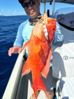 オジロバラハタの釣果