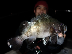 クロメバルの釣果