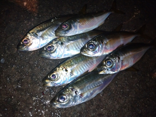 アジの釣果