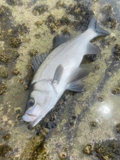 ヒラスズキの釣果