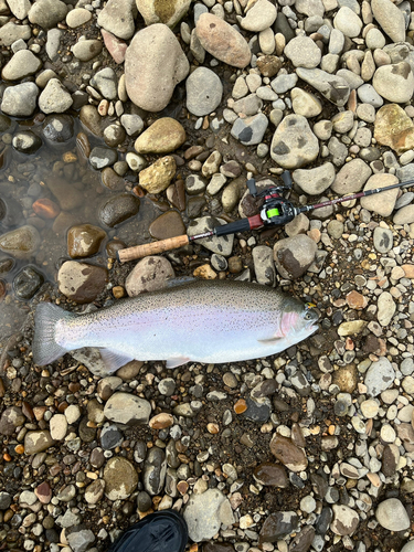 ニジマスの釣果