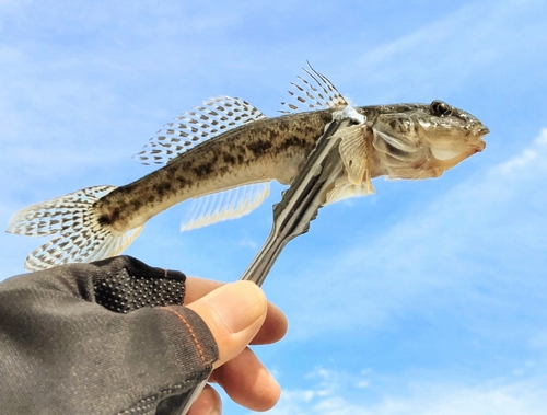 マハゼの釣果