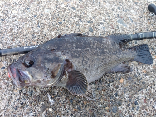 クロソイの釣果