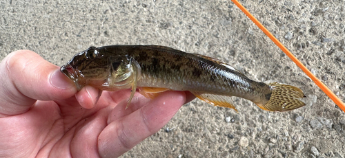 マハゼの釣果