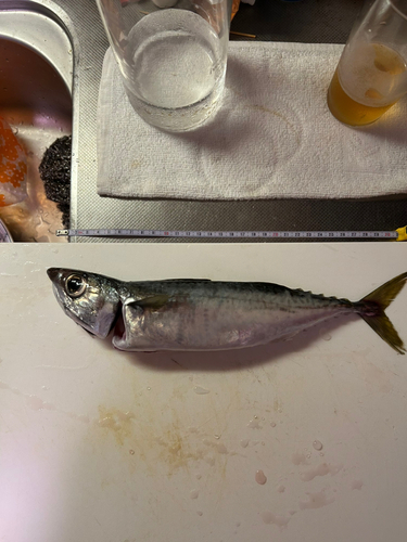 サバの釣果