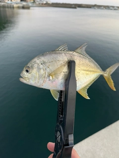 メッキの釣果